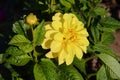 Yellow dahlia flowers in the garden. Beautiful flower close up. Royalty Free Stock Photo