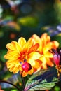 Yellow dahlia in the garden. Beautiful flower with colored blossom Royalty Free Stock Photo