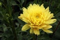 yellow dahlia after rain under the bright sun Royalty Free Stock Photo