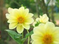 The yellow dahlia