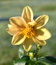 Yellow Dahlia. tuberous, herbaceous perennial plant.