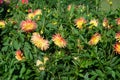 Yellow Dahlia variety Zorka flowering in a garden Royalty Free Stock Photo