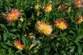 Yellow Dahlia variety Zorka flowering in a garden Royalty Free Stock Photo