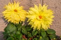 Yellow dahlias also called geraniums