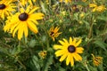 The yellow daises make for a nice image. Royalty Free Stock Photo