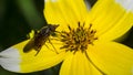 Yellow Daisey and Insect Royalty Free Stock Photo