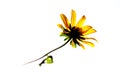 Yellow daisey wildflower Royalty Free Stock Photo