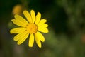 Organic beautiful bright yellow daisy in sping close up