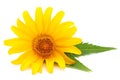 Yellow daisie. Royalty Free Stock Photo