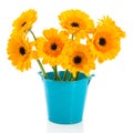 Yellow daisies