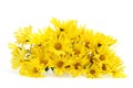 Yellow daisies Royalty Free Stock Photo