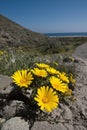 Yellow daisies