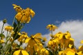 Yellow daisies