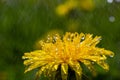 Yellow daisies bloom after the rain and the pollen grains are covered with water droplets Royalty Free Stock Photo