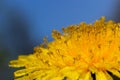 Yellow daisies bloom after the rain and the pollen grains are covered with water droplets Royalty Free Stock Photo