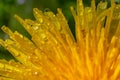 Yellow daisies bloom after the rain and the pollen grains are covered with water droplets Royalty Free Stock Photo