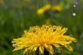 Yellow daisies bloom after the rain and the pollen grains are covered with water droplets Royalty Free Stock Photo