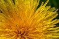 Yellow daisies bloom after the rain and the pollen grains are covered with water droplets Royalty Free Stock Photo