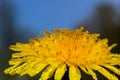 Yellow daisies bloom after the rain and the pollen grains are covered with water droplets Royalty Free Stock Photo