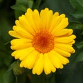 Yellow daisies blooming in the flower bed