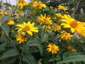 Yellow daisies Royalty Free Stock Photo