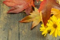 Yellow daisies and colorful leaves on the wooden natural backgroun. Autumn colorfulness concept Royalty Free Stock Photo