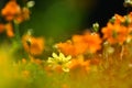 Tagetes Marigold Flowers in colorful background Royalty Free Stock Photo