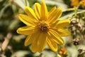 A yellow daisies. Dimorphotheca sinuata Royalty Free Stock Photo