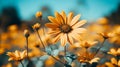 yellow daisies in a field with a blue sky Royalty Free Stock Photo