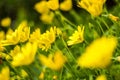 Yellow daisies flower