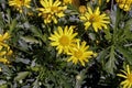 Yellow daisies flowers Euryops pectinatus Royalty Free Stock Photo