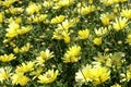 Yellow daisies flowers Leucanthemum x superbum