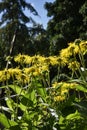 Yellow daisies in Garden at Beautiful Country House near Leeds West Yorkshire that is not National Trust Royalty Free Stock Photo