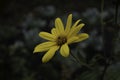 Yellow Daisies On green Background. Royalty Free Stock Photo