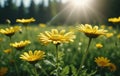 Yellow daisies on a green meadow. Sun rays shine through the flowers. Royalty Free Stock Photo