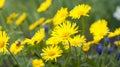 Yellow daisies. Green plants. Spring meadow