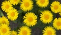 Yellow daisies. Green plants. Spring meadow