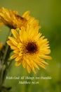 Yellow Daisies, Greenery Background and Bible Verse