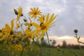 Yellow daisies in the garden