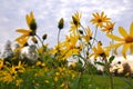 Yellow daisies in the garden