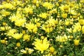 Yellow daisies- Leucanthemum x superbum `Broadway Lights`