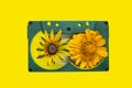 Yellow daisies on a old casset Royalty Free Stock Photo