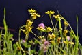Yellow daisies and pink clover blooming in the bank of the river, close up macro detail, spring sunny day