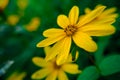 Yellow daisies reaching for the sun. Royalty Free Stock Photo