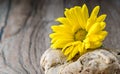 Yellow daisies on a rock on wooden floor