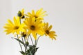 Yellow daisies summer flowers on white background with blank space Royalty Free Stock Photo