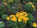 Yellow daisies in summertime