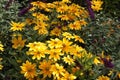 yellow daisies sunflowers black eyed susans flowers plants closeup with green. p Royalty Free Stock Photo