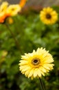 Yellow Daisy Royalty Free Stock Photo