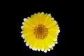 The yellow daisy Royalty Free Stock Photo